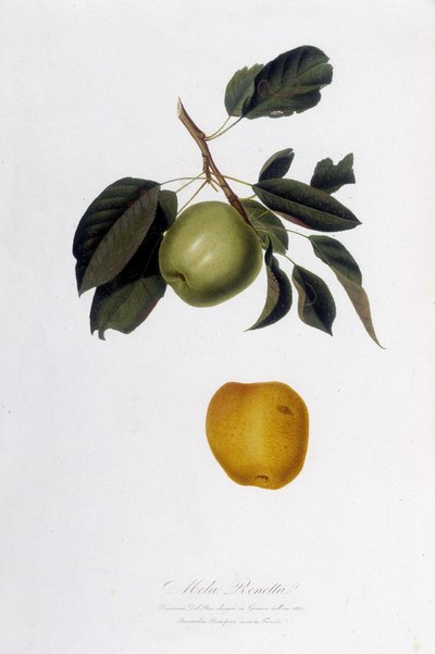 Botanische plaat: Appel reinette (Mela Renetta). door Unknown artist