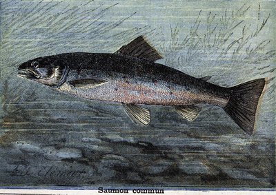 Gewone zalm. Gravure uit 1897 door Unknown artist