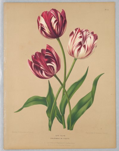 Late Tulpen / Bybloemen of Viooltjes door Unknown artist