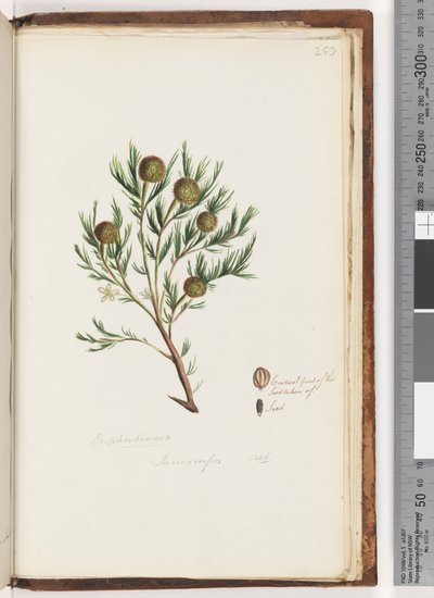 Pagina 253. Euphorbiaceae / Ricinocarpus ...? Bruidsstruik door Unknown artist