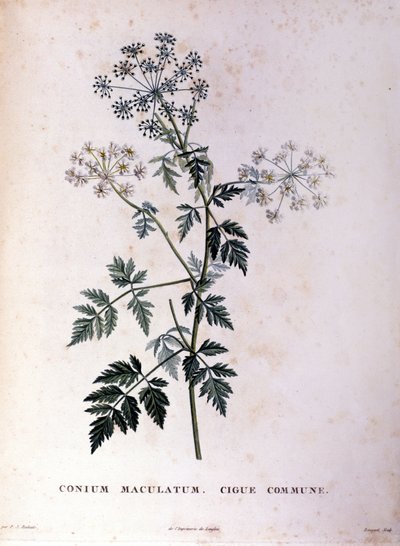 De gewone hemlock. 18e-eeuwse gravure door Unknown artist