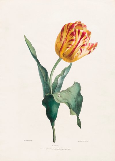 Antieke Tulp Print door Valentine Bartholomew