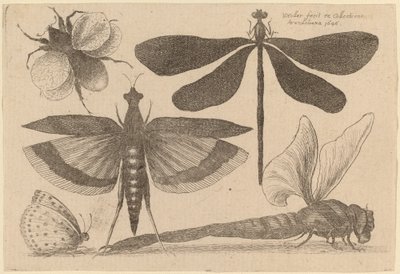 Libellen, een Hommel en een Vlinder door Wenceslaus Hollar