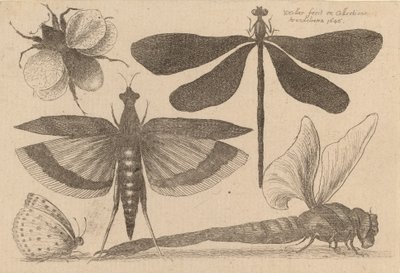 Libellen en een hommel door Wenceslaus Hollar