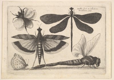 Libellen en een hommel door Wenceslaus Hollar