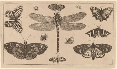 Libelle, Lieveheersbeestjes en Vlinders door Wenceslaus Hollar