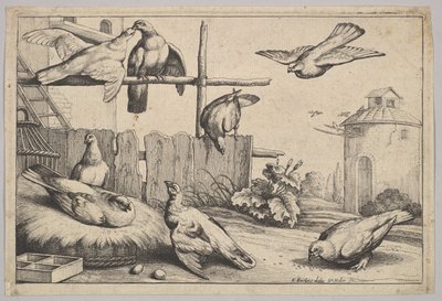 Acht duiven door Wenceslaus Hollar