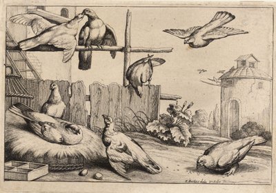 Acht duiven door Wenceslaus Hollar