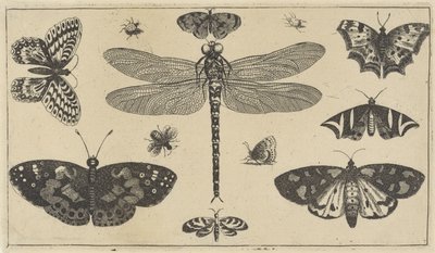 Libelle, lieveheersbeestjes en vlinders door Wenceslaus Hollar