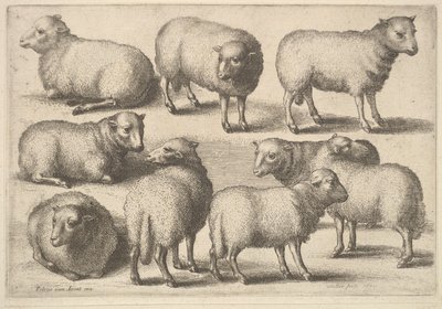 Negen schapen, 1646 door Wenceslaus Hollar