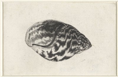 Schelp, achatina achatina. Schelpen (serietitel) door Wenceslaus Hollar