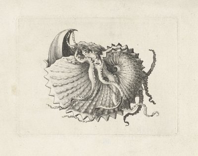 Schelp, argonauta nodosa (Schelpen) door Wenceslaus Hollar