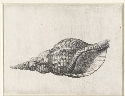 Schelp, charonia tritonis Schelpen (serietitel) door Wenceslaus Hollar