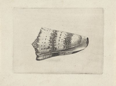 Schelp, conus imperialis Schelpen (series title) door Wenceslaus Hollar