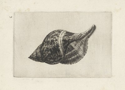 Schelp, fasciolaria tulipa door Wenceslaus Hollar