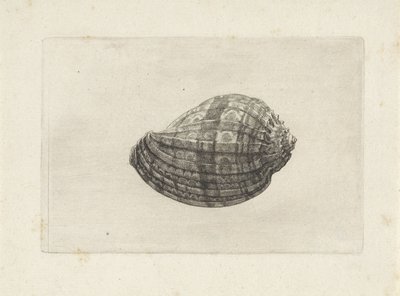 Schelp, harpa major door Wenceslaus Hollar