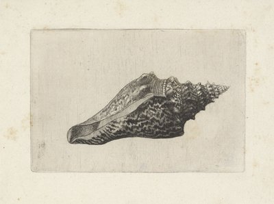 Schelp, hemifusus ternatanus door Wenceslaus Hollar