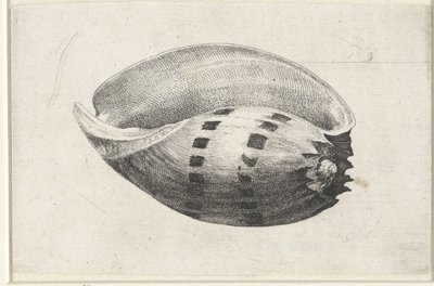 Schelp, melo amphora door Wenceslaus Hollar