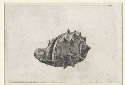 Schelp, melongena melongena (Schelpen) door Wenceslaus Hollar