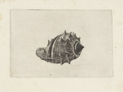 Schelp, melongena melongena door Wenceslaus Hollar