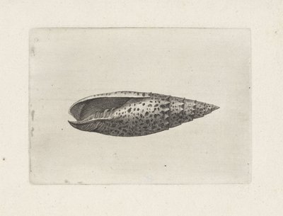 Schelp, mitra papalis Schelpen (series title) door Wenceslaus Hollar