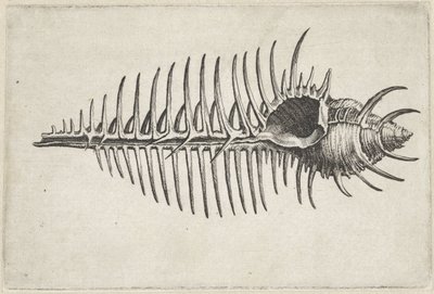 Schelp, murex pecten door Wenceslaus Hollar