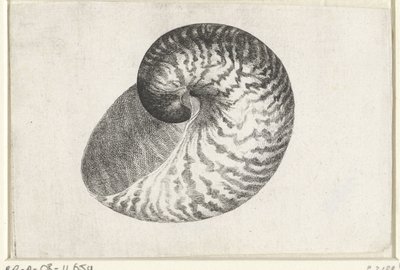 Schelp, nautilus pompilius door Wenceslaus Hollar