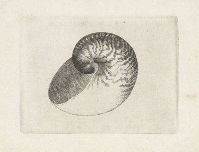 Schelp, nautilus pompilius door Wenceslaus Hollar