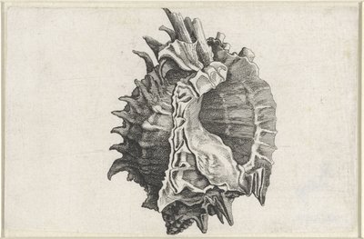 Schelp, phyllonotus erythrostomus door Wenceslaus Hollar