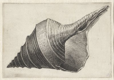 Schelp, syrinx aruanus door Wenceslaus Hollar