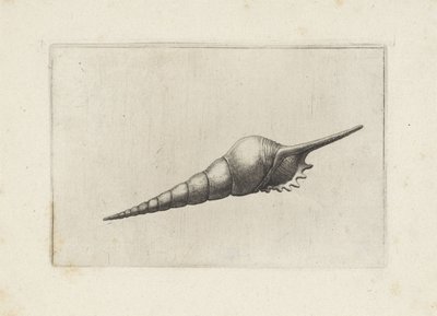 Schelp, tibia fusus melanocheilus door Wenceslaus Hollar