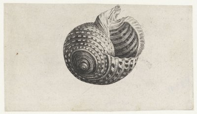 Schelp, tonna dolium door Wenceslaus Hollar