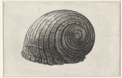 Schelp, tonna galea door Wenceslaus Hollar