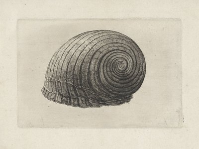 Schelp, tonna galea door Wenceslaus Hollar