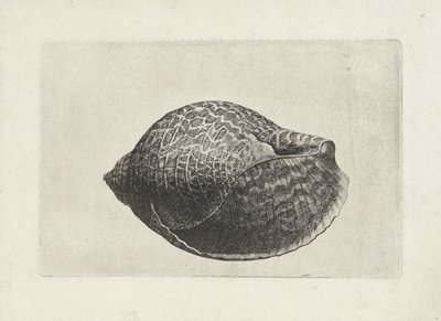 Schelp, tonna perdix door Wenceslaus Hollar