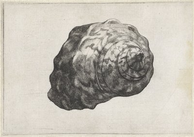 Schelp, turbo sarmaticus door Wenceslaus Hollar