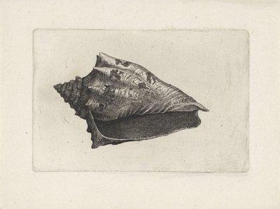 Schelp, voluta ebraea door Wenceslaus Hollar