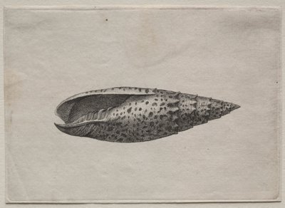 Schelpen: Mitra papalis L, ca. 1640s door Wenceslaus Hollar