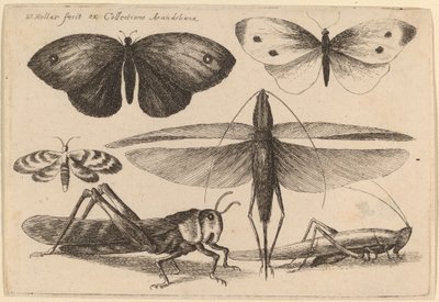 Zes insecten door Wenceslaus Hollar