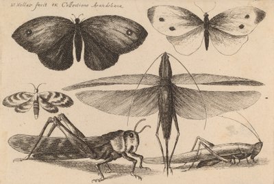 Zes insecten, 1646 door Wenceslaus Hollar