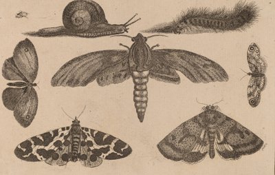 Zes Insecten, een Rups en een Slak door Wenceslaus Hollar