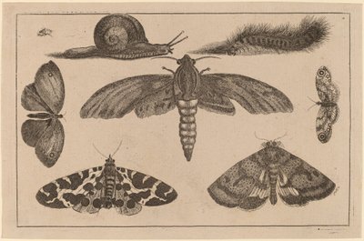 Zes Insecten, een Rups en een Slak door Wenceslaus Hollar