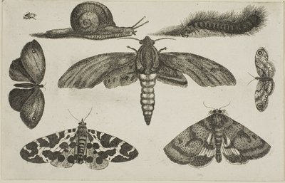 Zes Insecten, een Rups en een Slak door Wenceslaus Hollar