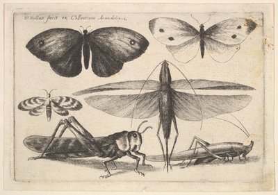 Zes insecten, 1646 door Wenceslaus Hollar