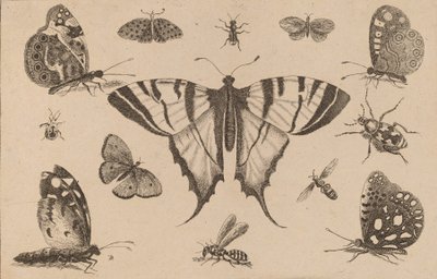 Zwaluwstaartvlinder en Twaalf Andere Insecten door Wenceslaus Hollar