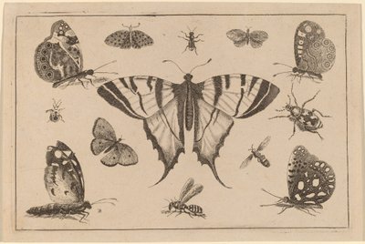 Zwaluwstaartvlinder en twaalf andere insecten door Wenceslaus Hollar