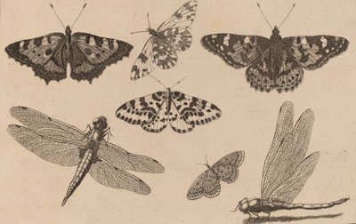 Twee libellen en vijf vlinders door Wenceslaus Hollar