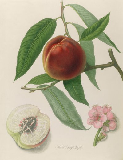 Nectarine: Neals vroege paarse door William Hooker