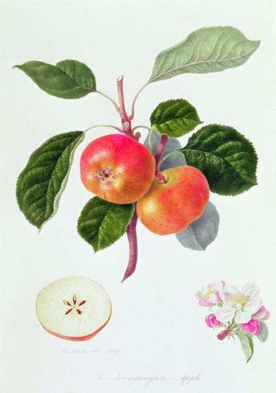 De Trumpington Appel, 1819 door William Hooker