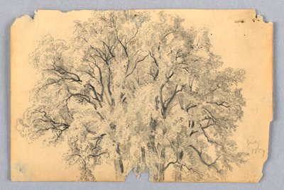 Studie van Iepenboom door William Trost Richards